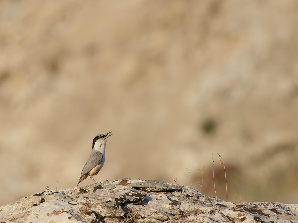 Eastern Rock Nuthatch