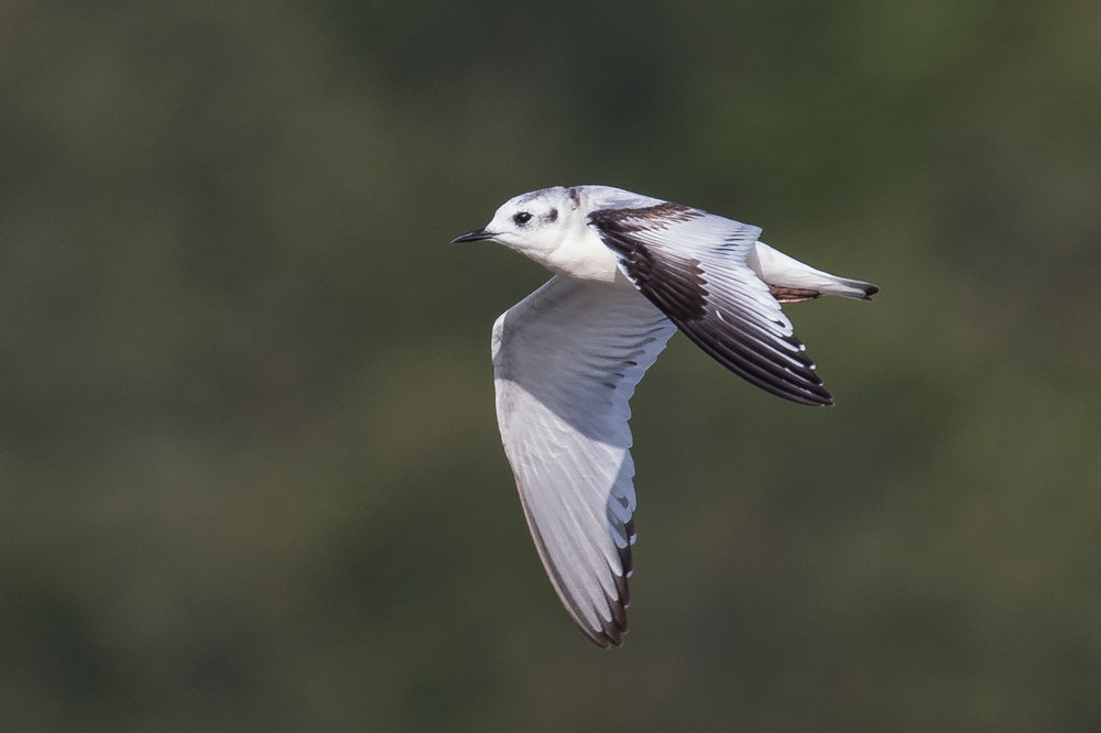 Little Gull