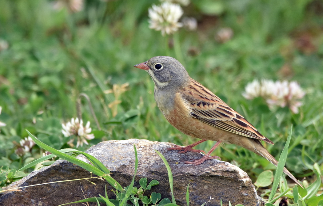 Ortolan Bunting