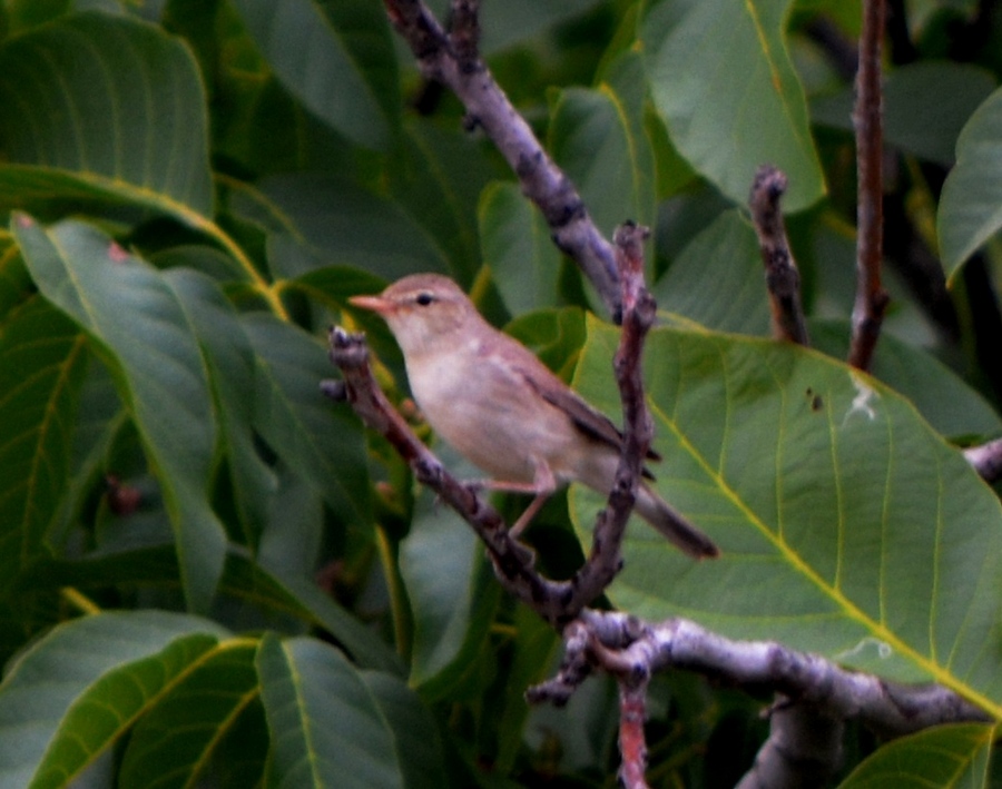 Upcher`s Warbler