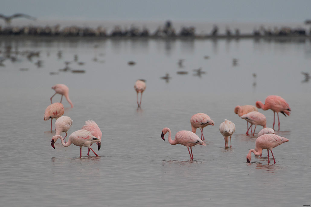 Küçük Flamingo
