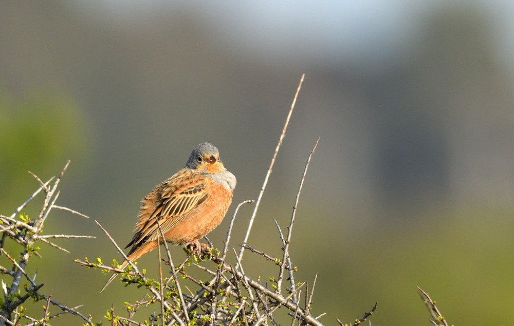 Cretzschmar`s Bunting