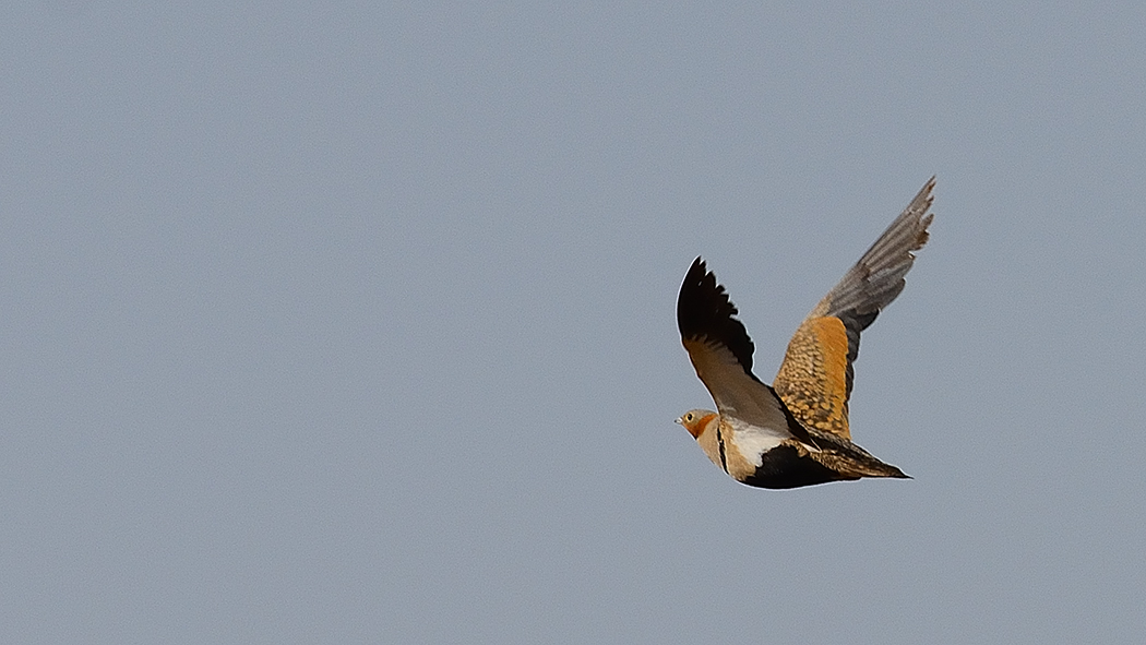 Black-bellied Sandgrouse