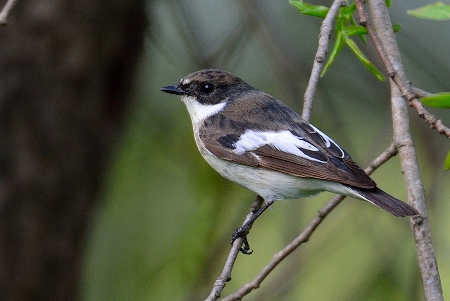 European Pied Flycatcher