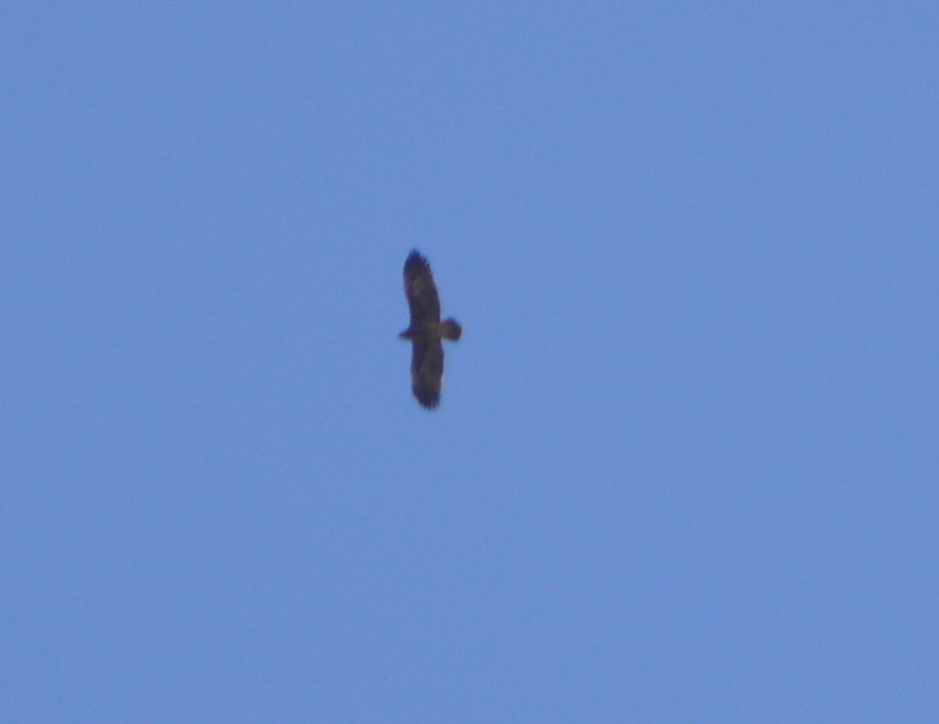 Eastern Imperial Eagle