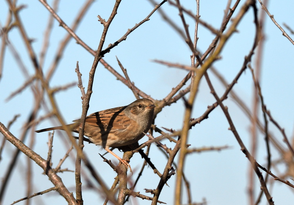 Dunnock