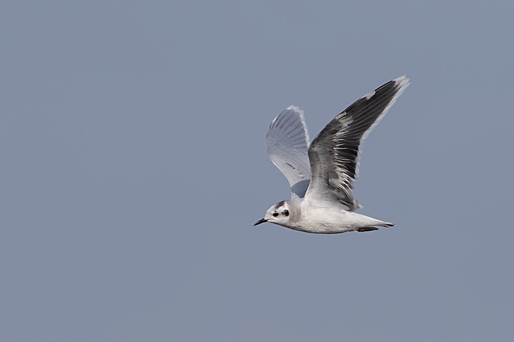 Little Gull