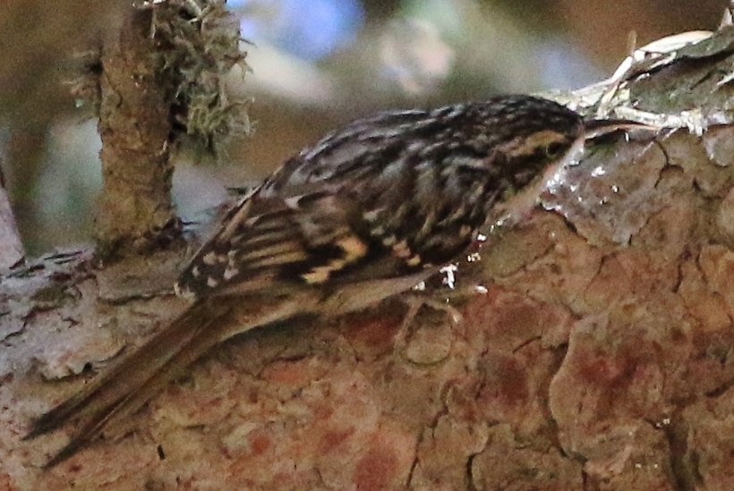 Eurasian Treecreeper