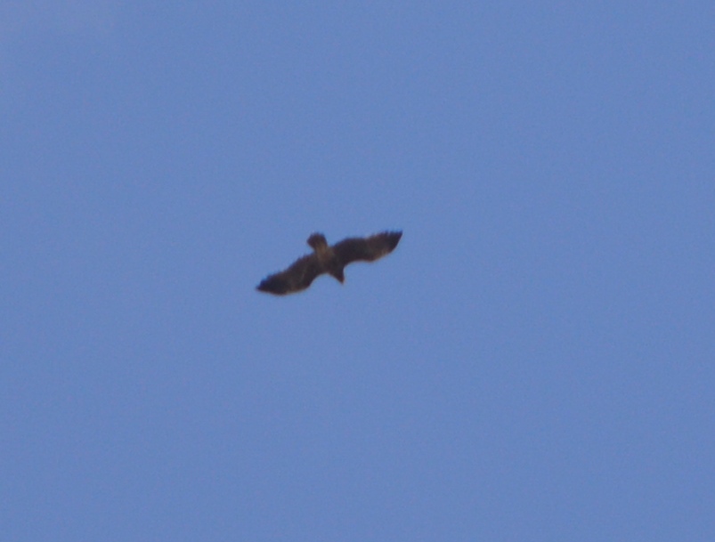 Greater Spotted Eagle