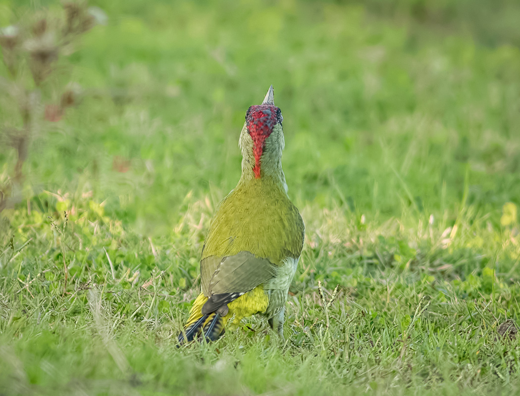 European Green Woodpecker