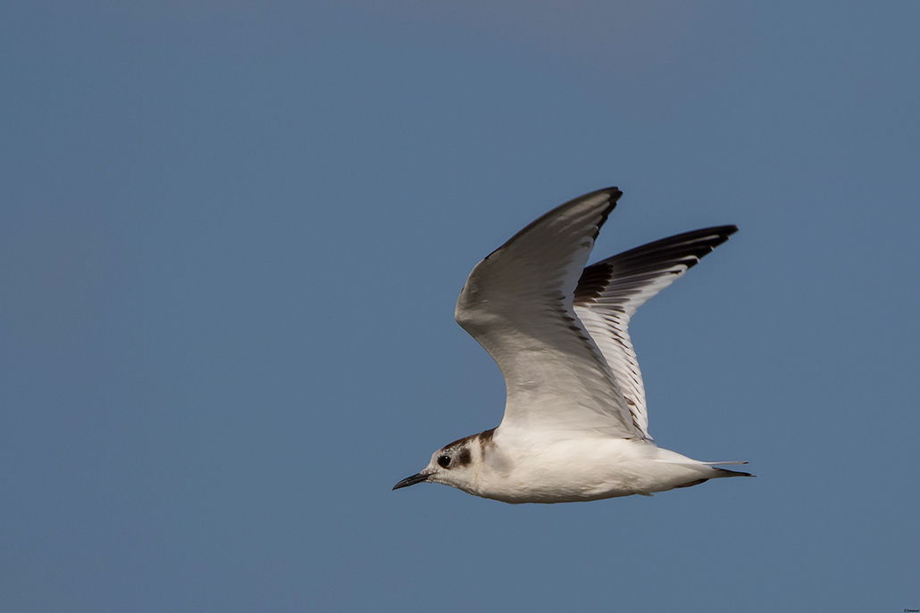 Little Gull