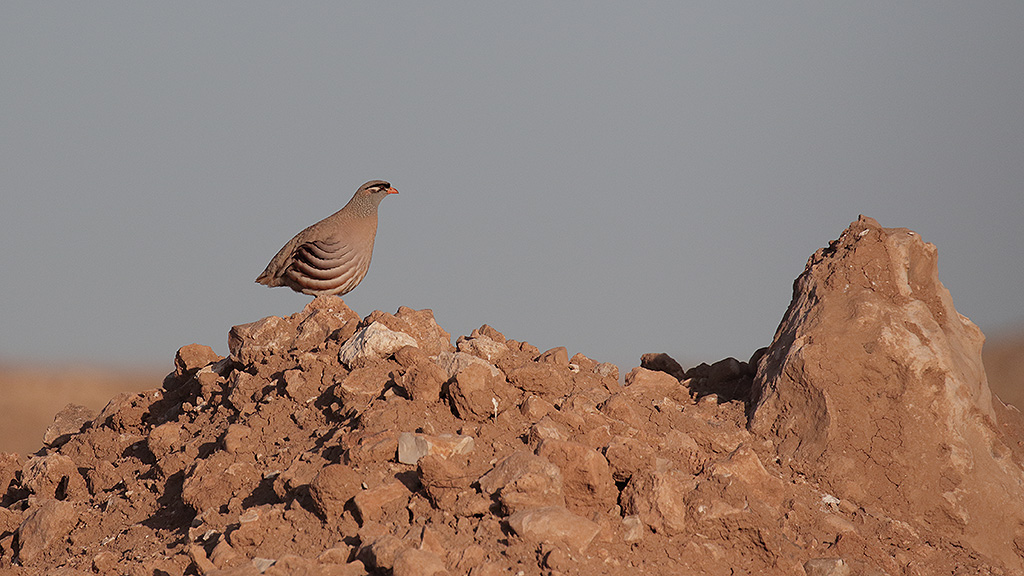 See-see Partridge