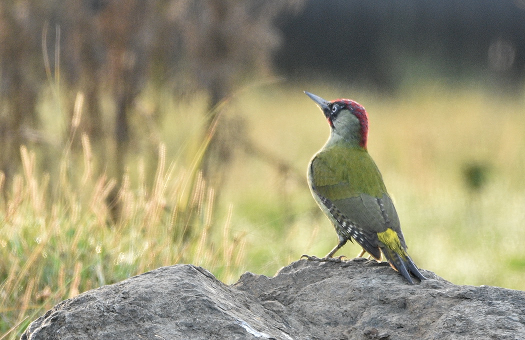 European Green Woodpecker
