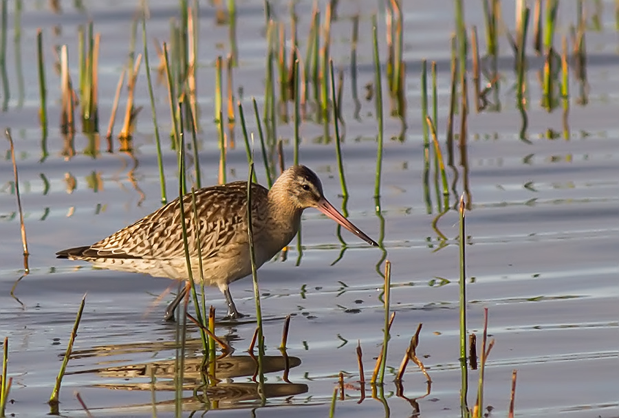 Bar-tailed Godwit