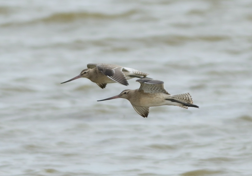 Bar-tailed Godwit