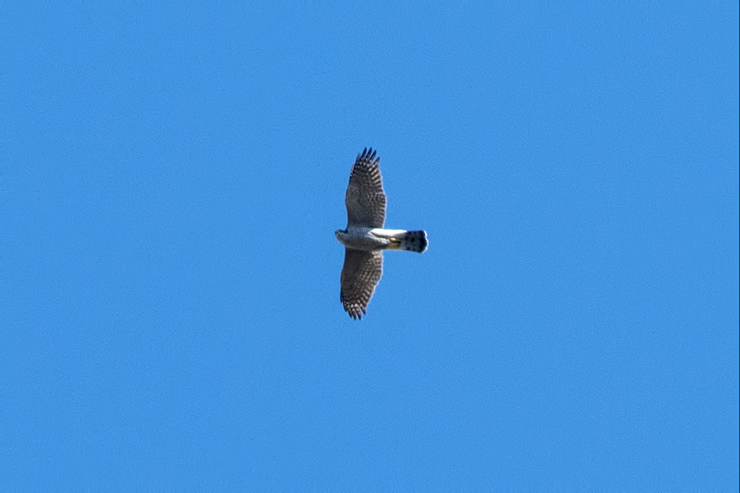 Çakır