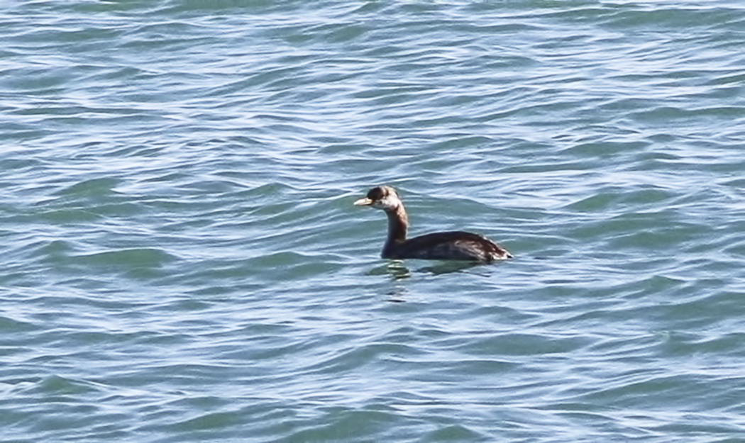 Red-necked Grebe