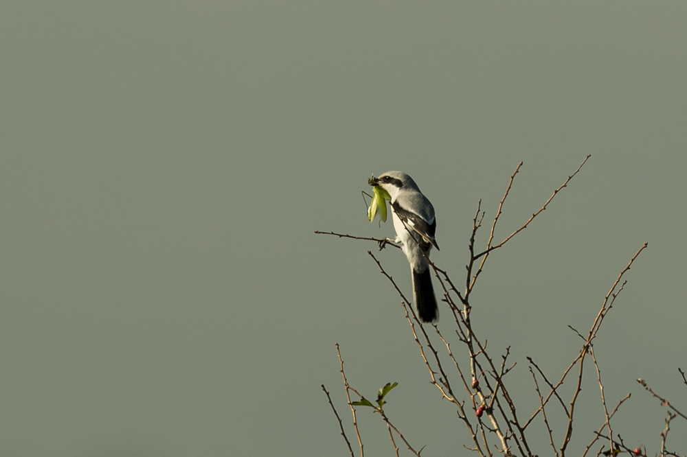Great Grey Shrike