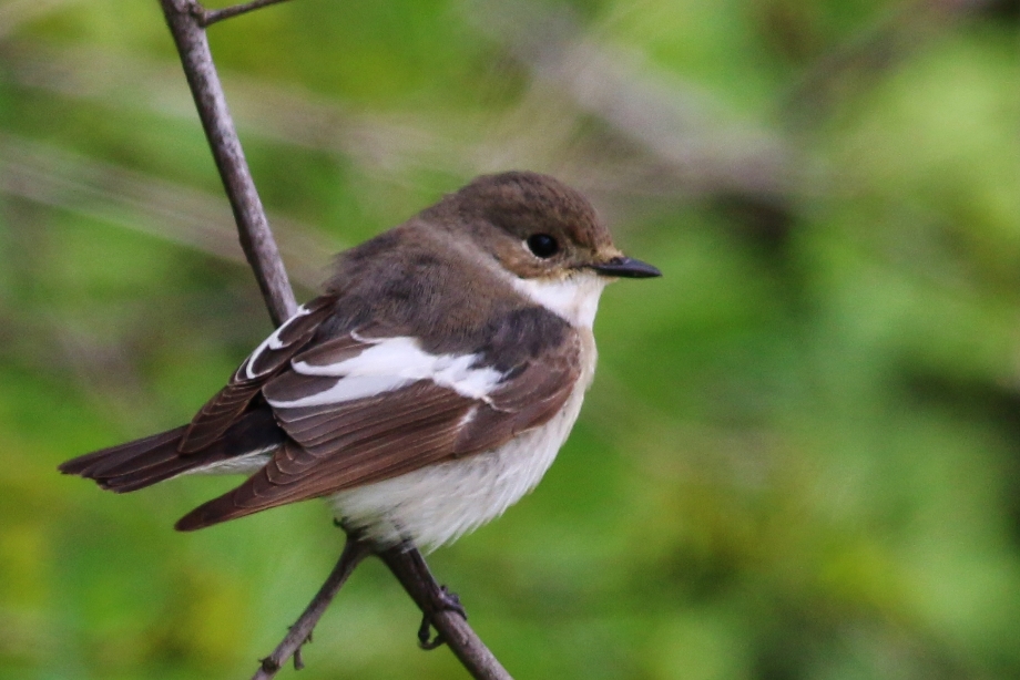 European Pied Flycatcher