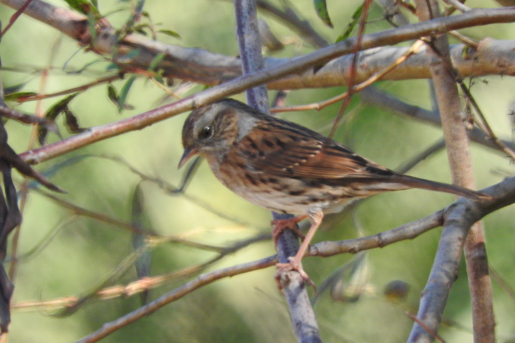 Dunnock