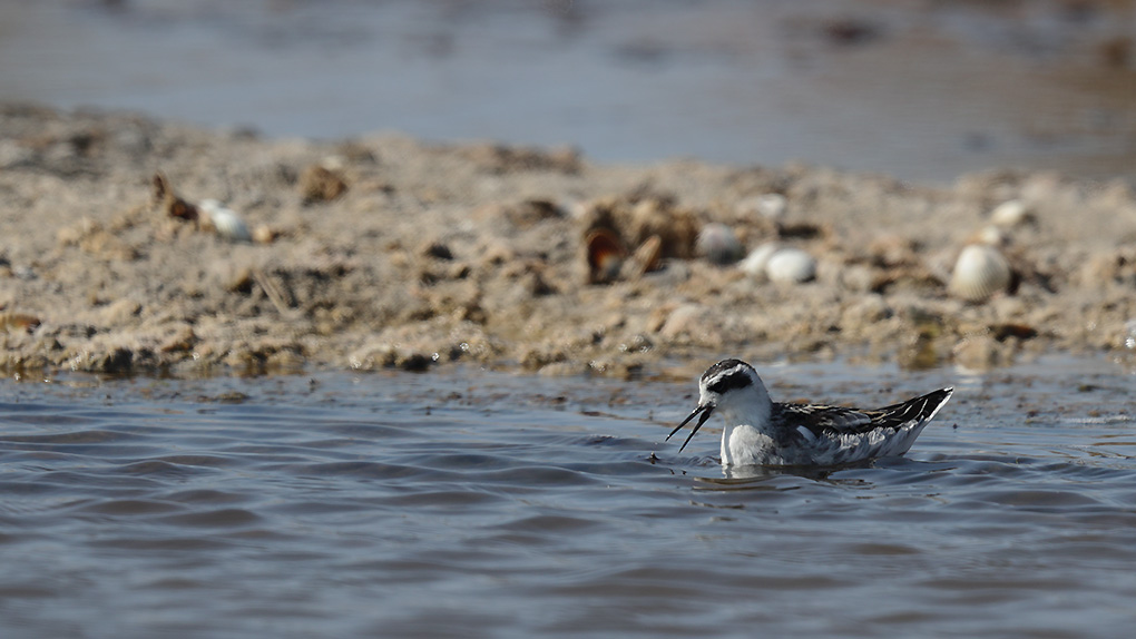 Red-necked Phalarope