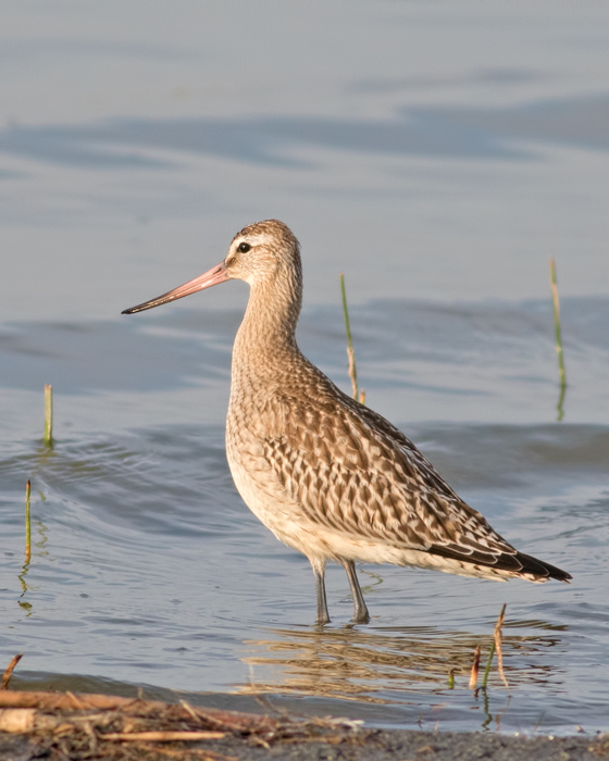 Bar-tailed Godwit