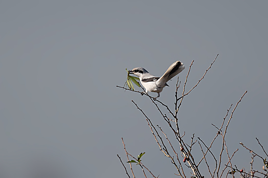 Great Grey Shrike