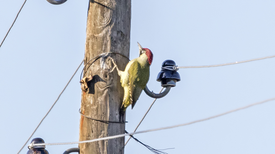 European Green Woodpecker