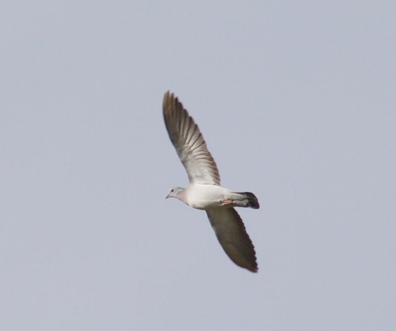 Stock Dove
