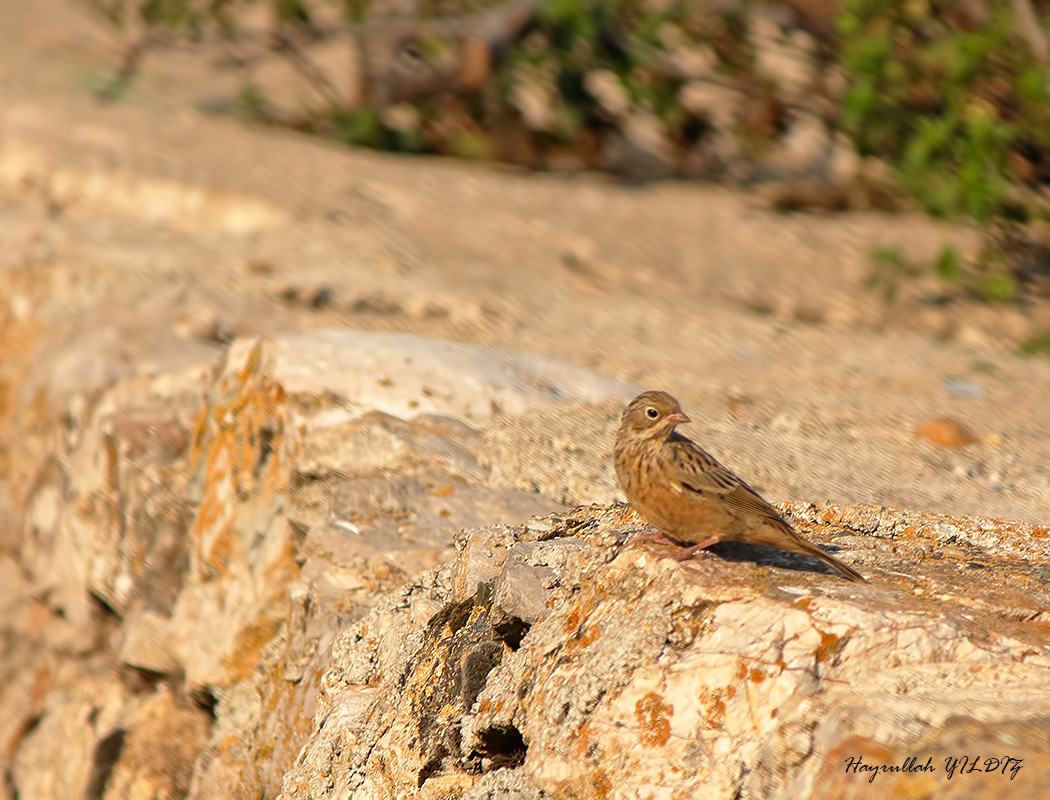 Ortolan Bunting