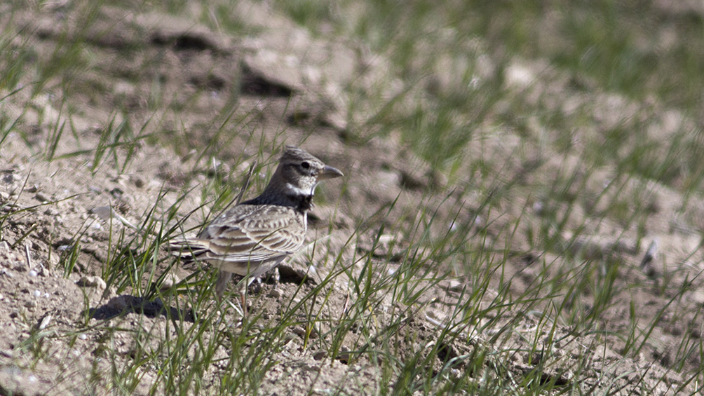 Bimaculated Lark