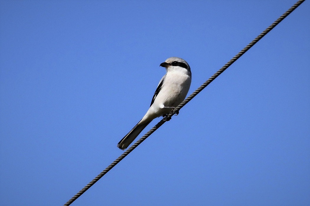 Great Grey Shrike