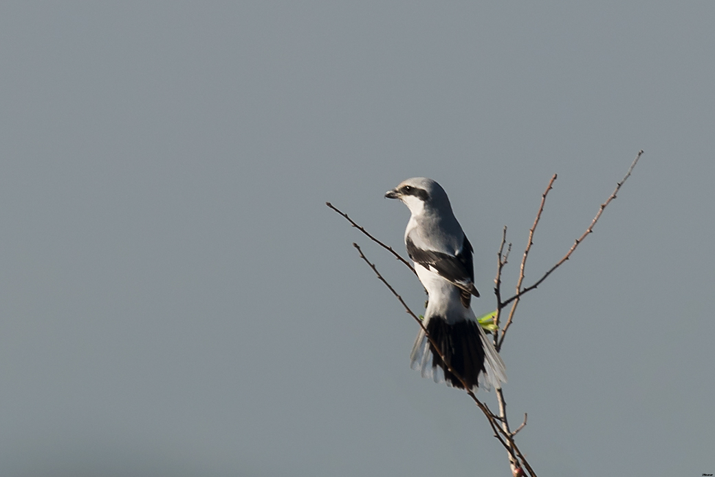 Great Grey Shrike