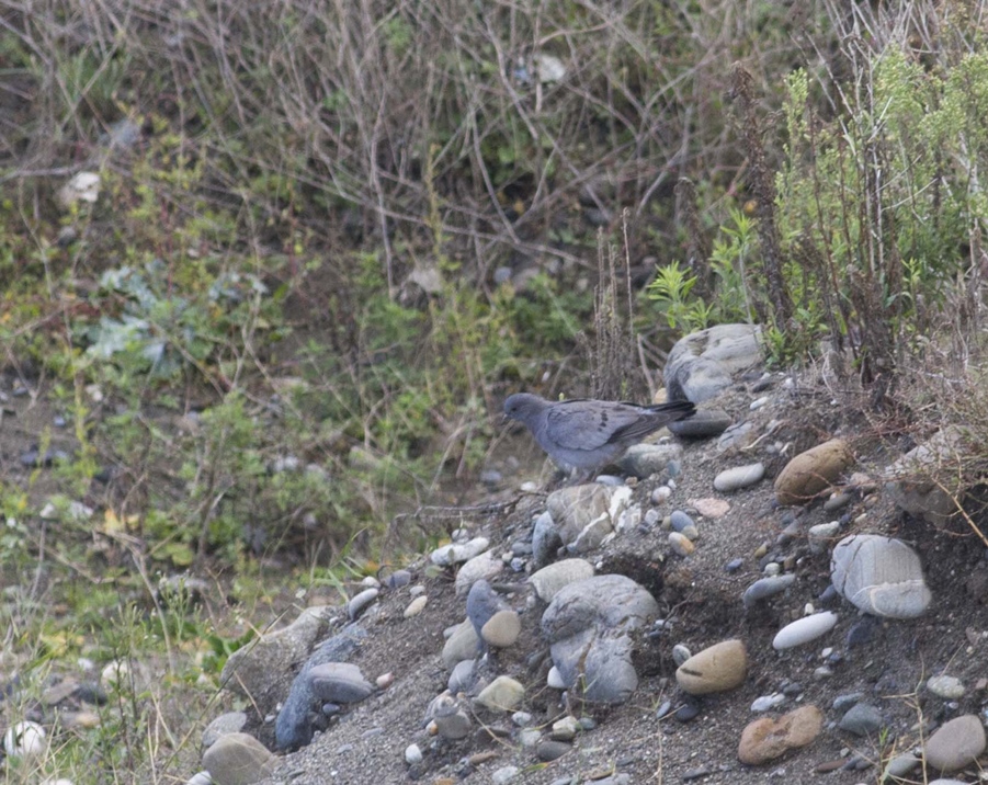 Stock Dove