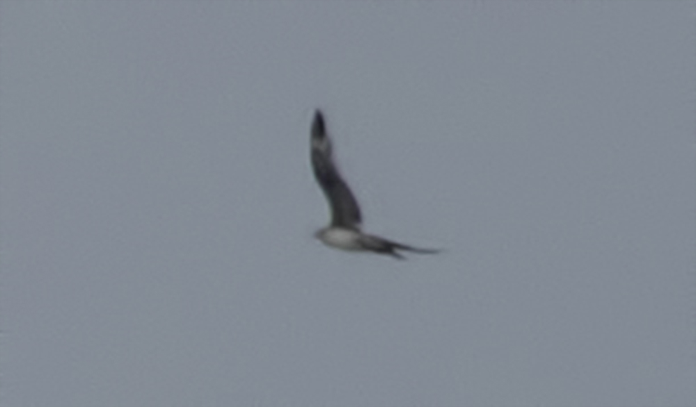 Parasitic Jaeger