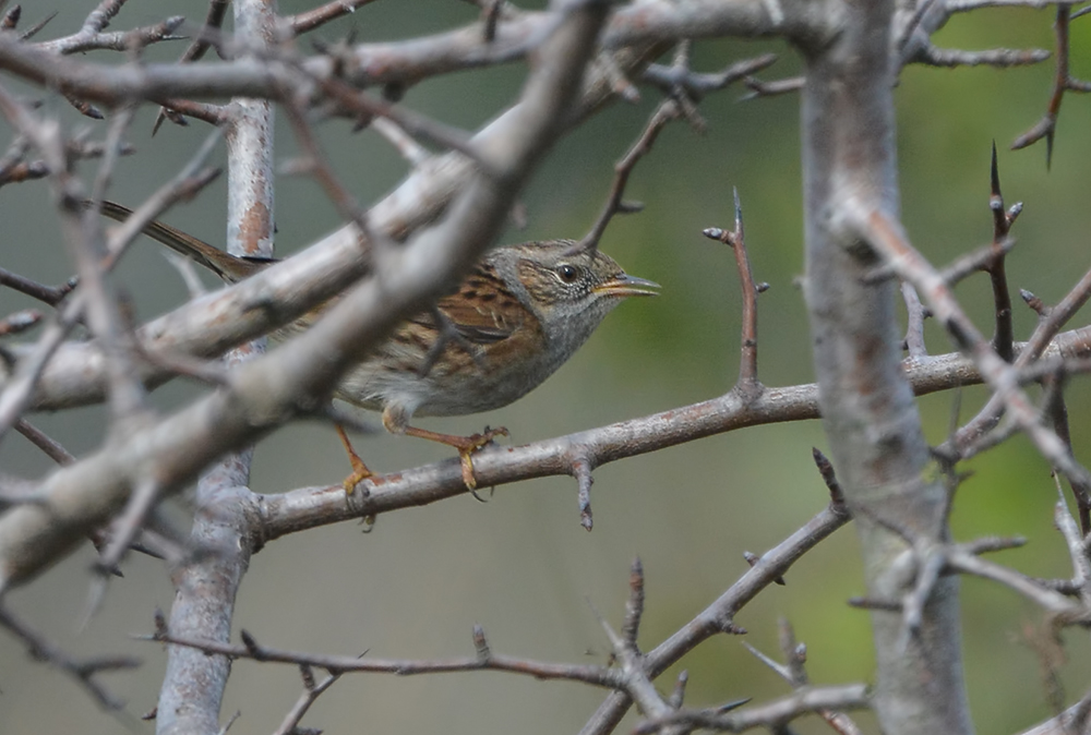 Dunnock