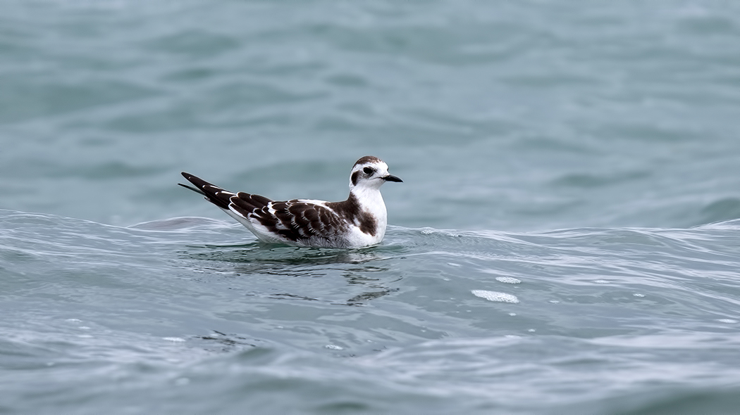 Little Gull