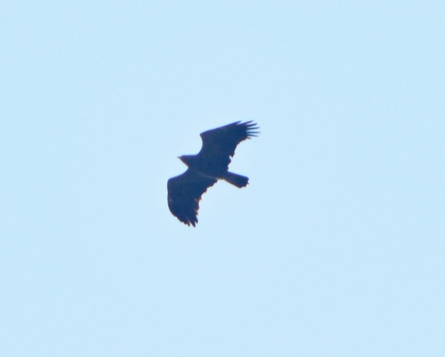 Greater Spotted Eagle
