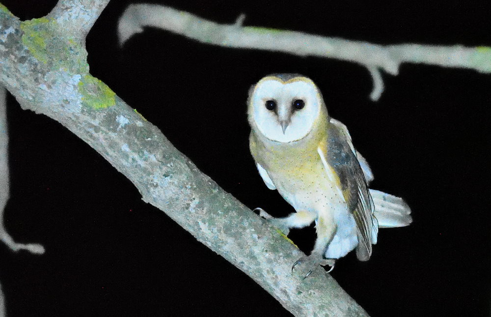 Western Barn Owl