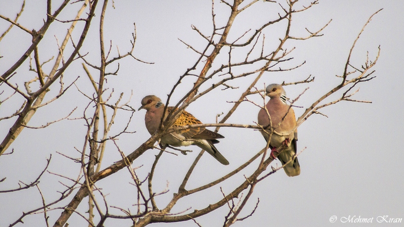 European Turtle Dove