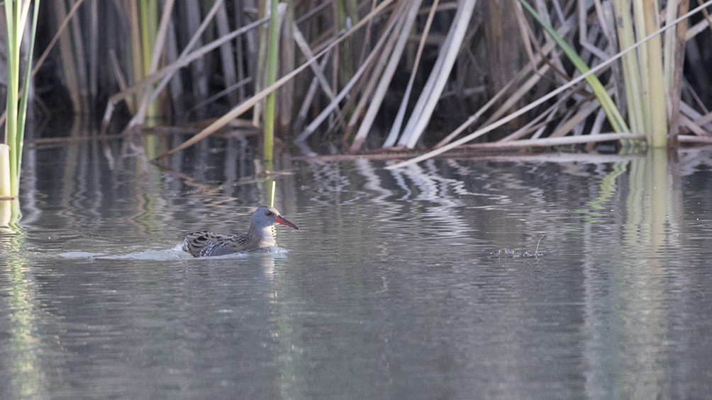 Water Rail