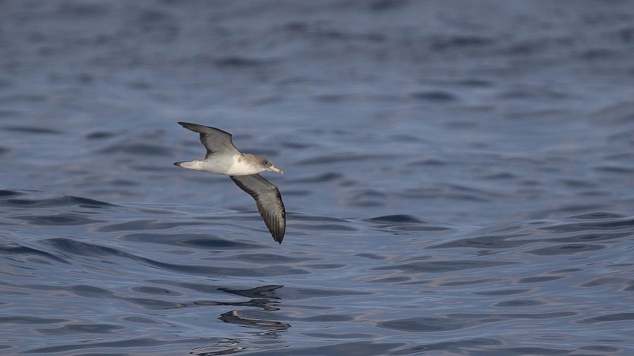 Scopoli`s Shearwater