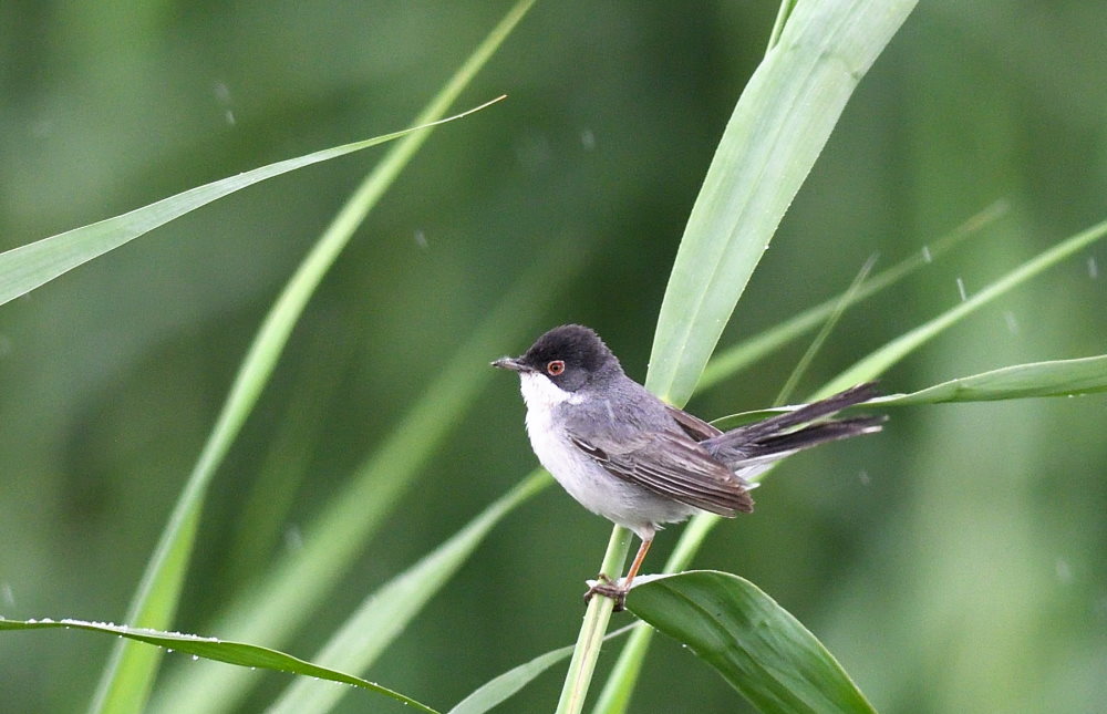 Menetries`s Warbler