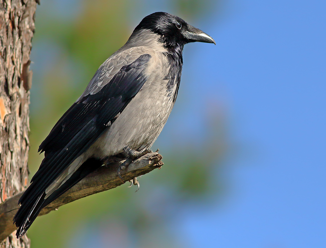 Hooded Crow