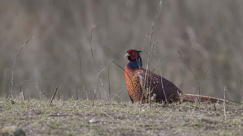 Common Pheasant