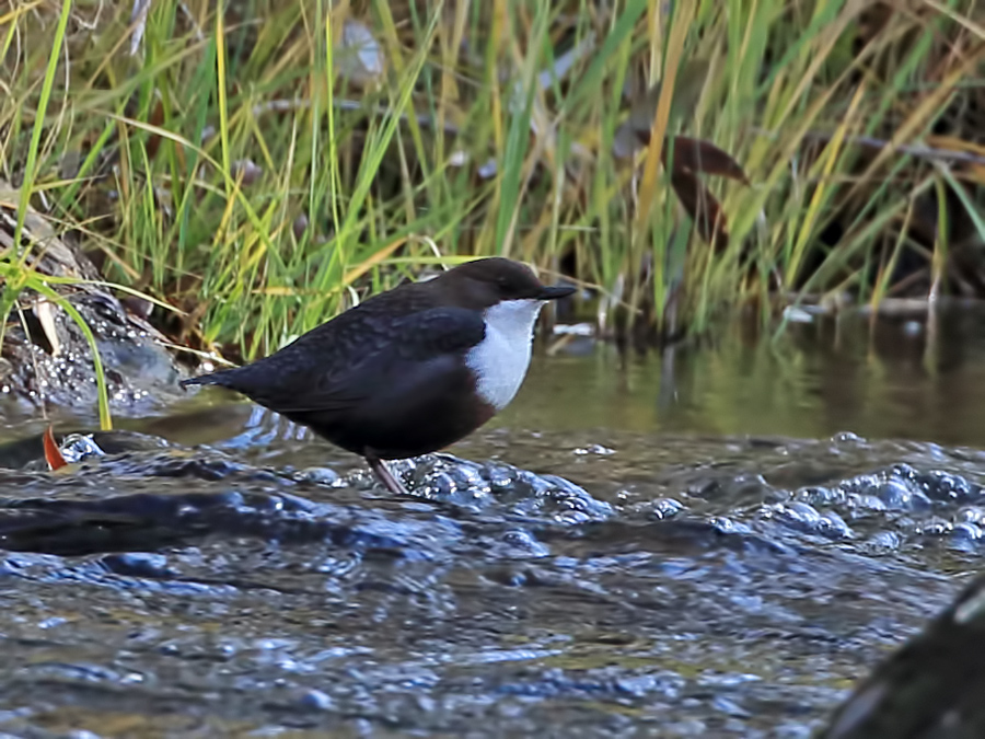 White-throated Dipper