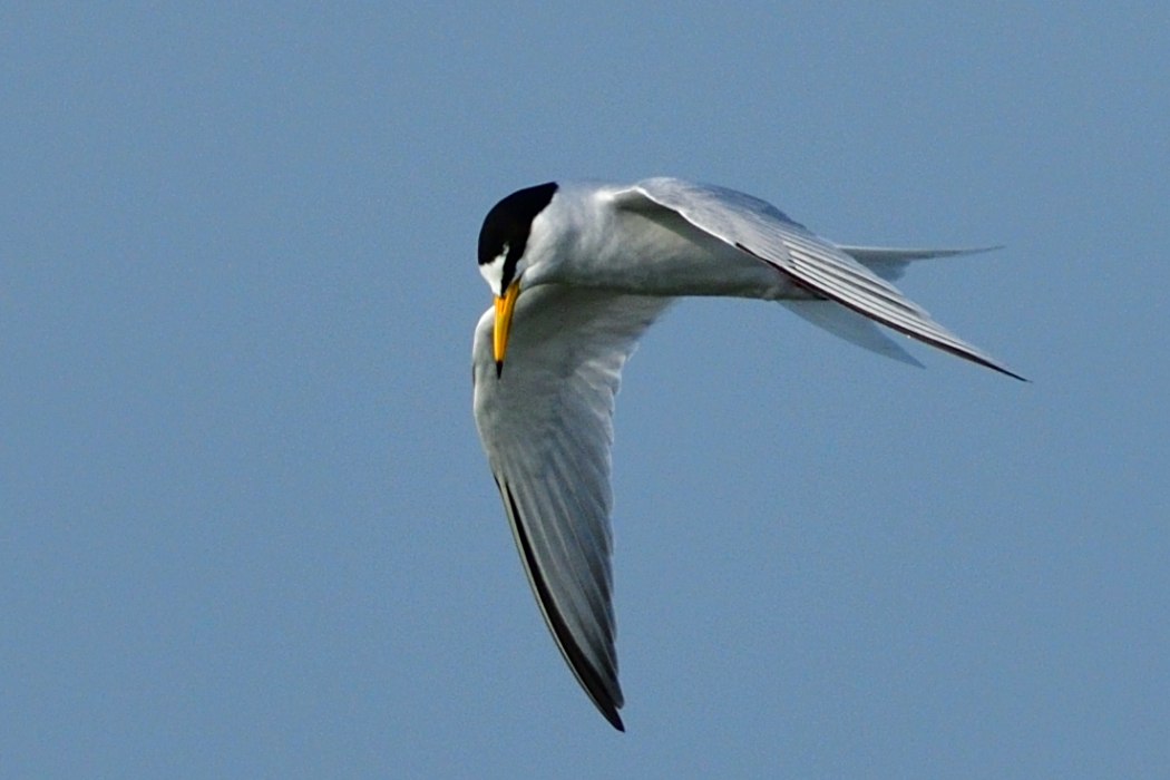 Little Tern