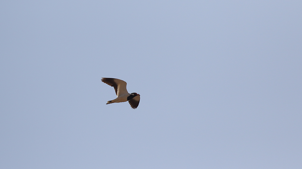 Red-wattled Lapwing
