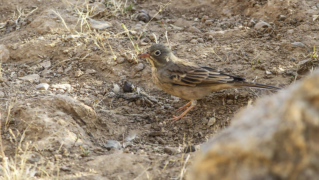Ortolan Bunting