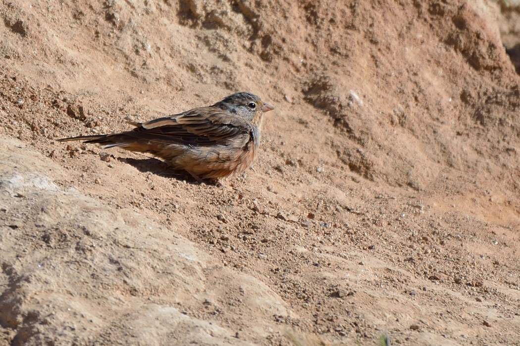 Cretzschmar`s Bunting